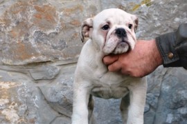 Engleski Buldog, predivni štenci , Beograd