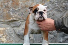 Engleski Buldog, predivni štenci , Beograd