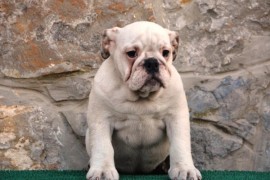 Engleski Buldog, predivni štenci , Beograd