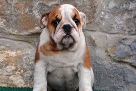 Engleski Buldog, predivni štenci , Beograd