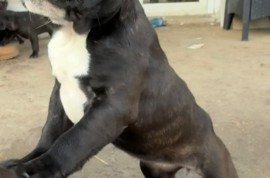 Francuski buldog, Beograd