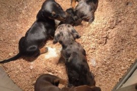 Jazavičar štenci, Subotica