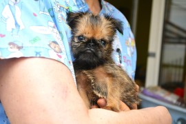 Belgijski (Briselski) Grifon – vrhunski štenci , Beograd