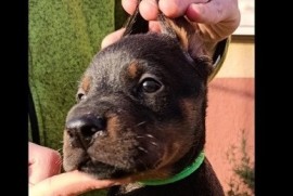 Doberman štenci , Sremska Mitrovica