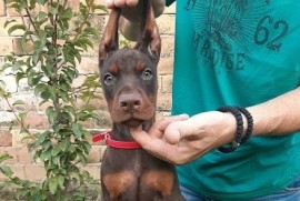 Doberman štenci , Sremska Mitrovica
