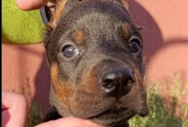 Doberman štenci , Sremska Mitrovica