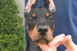Doberman štenci , Sremska Mitrovica