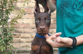 Doberman štenci , Sremska Mitrovica