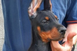 Doberman štenci , Sremska Mitrovica