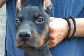 Doberman štenci , Sremska Mitrovica