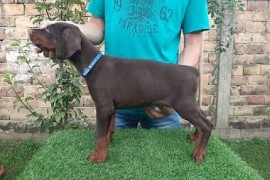 Doberman štenci , Sremska Mitrovica