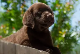 Labrador retriver štenci, Čelarevo