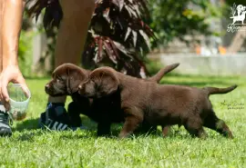 Labrador retriver štenci, Čelarevo