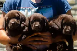 Labrador retriver štenci, Čelarevo