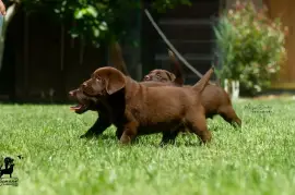 Labrador retriver štenci, Čelarevo