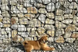 shiba inu povoljno, Vladičin Han