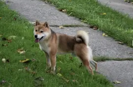 shiba inu povoljno, Vladičin Han