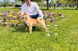 shiba inu povoljno, Vladičin Han