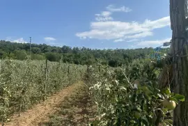 Plac 350 ari, preko puta vile Jugovo, Smederevo sa pogledom na Dunav, Smederevo