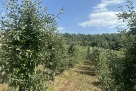 Plac 350 ari, preko puta vile Jugovo, Smederevo sa pogledom na Dunav, Smederevo