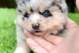 Pomsky- pomski, patuljasti i mini, Beograd