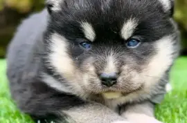 Pomsky- pomski, patuljasti i mini, Beograd