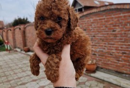 Crvene pudle toy, od oba roditelja u mom vlasnistvu , Novi Sad