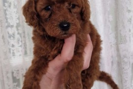 Crvene pudle toy, od oba roditelja u mom vlasnistvu , Novi Sad