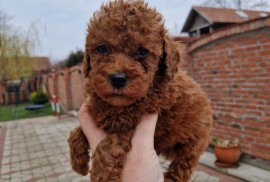 Crvene pudle toy, od oba roditelja u mom vlasnistvu , Novi Sad