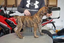 Južnoafrički mastif - Boerboel štenci, Lazarevac