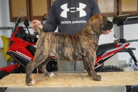 Južnoafrički mastif - Boerboel štenci, Lazarevac