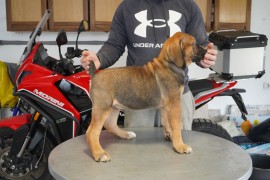 Južnoafrički mastif - Boerboel štenci, Lazarevac