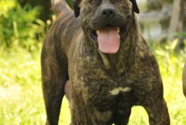 Južnoafrički mastif - Boerboel štenci, Lazarevac