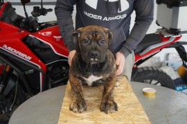 Južnoafrički mastif - Boerboel štenci, Lazarevac