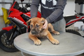 Južnoafrički mastif - Boerboel štenci, Lazarevac