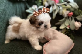 Prelepi Shih Tzu štenci iz registrovane FCI/KSS odgajivačnice , Kraljevo