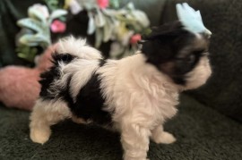 Prelepi Shih Tzu štenci iz registrovane FCI/KSS odgajivačnice , Kraljevo