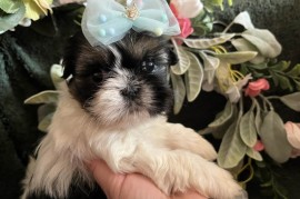 Prelepi Shih Tzu štenci iz registrovane FCI/KSS odgajivačnice , Kraljevo