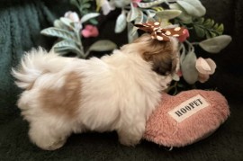 Prelepi Shih Tzu štenci iz registrovane FCI/KSS odgajivačnice , Kraljevo