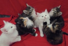 Norveški šumski mačići, Kućni ljubimci, Mačke i mačići, Beograd