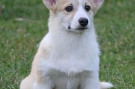 Velski korgi/Welsh Corgi Pembroke štenci, Valjevo