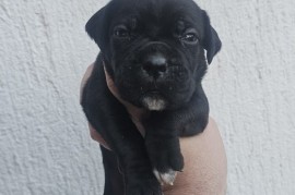 Cane Corso Kane Korso štenci, Novi Sad
