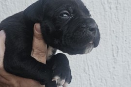 Cane Corso Kane Korso štenci, Novi Sad