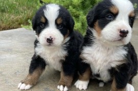 Štenci Bernskog planinskog terijera, Barzilovica