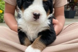 Štenci Bernskog planinskog terijera, Barzilovica