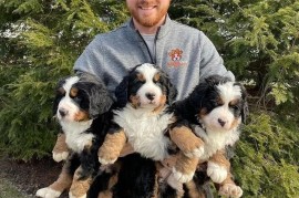 Štenci Bernskog planinskog terijera, Barzilovica