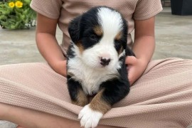 Štenci Bernskog planinskog terijera, Barzilovica