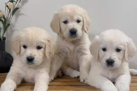 Nudimo nevjerojatne štence zlatnog retrivera s izvrsnom krvnom linijom, Brezovac