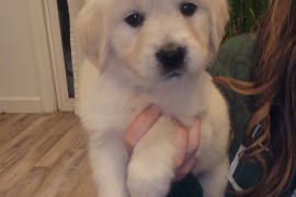 Nudimo nevjerojatne štence zlatnog retrivera s izvrsnom krvnom linijom, Brezovac