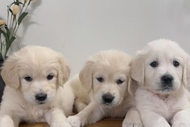 Nudimo nevjerojatne štence zlatnog retrivera s izvrsnom krvnom linijom, Brezovac